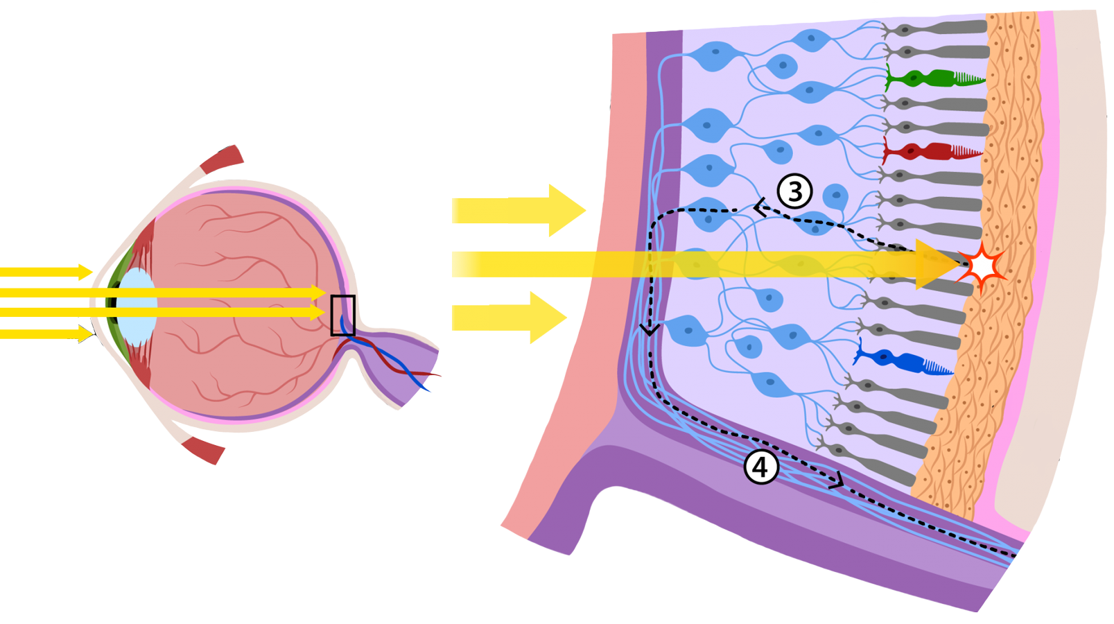 The Human Eye