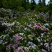 Flowers 1