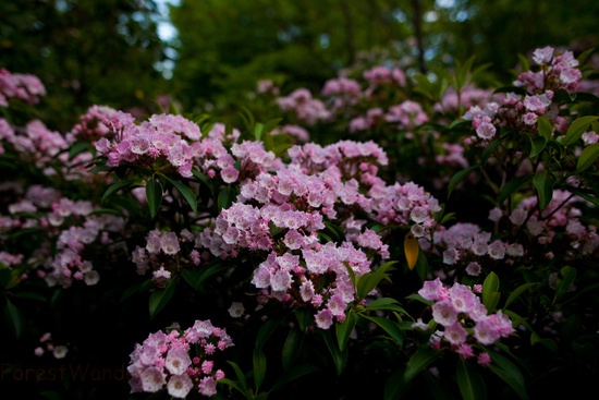 Flowers 2