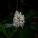 Flowers 3